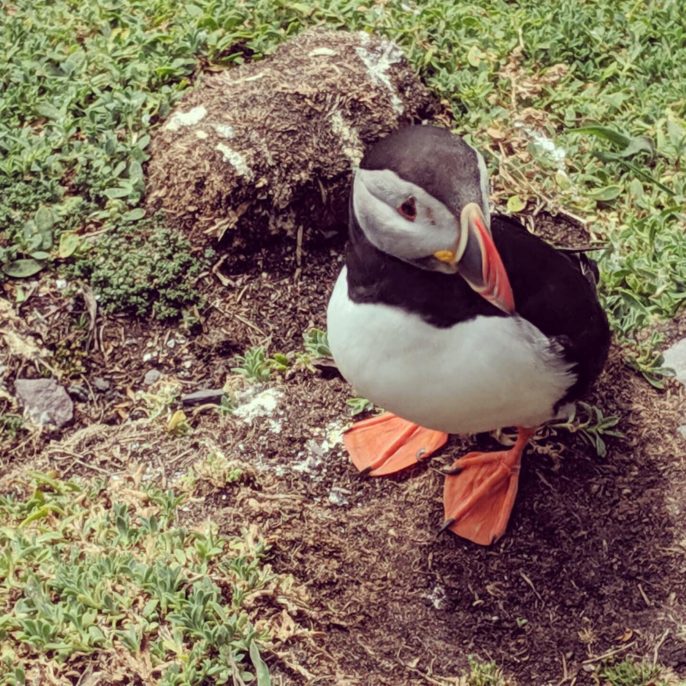 Skellig Michael, Puffins, Star Wars